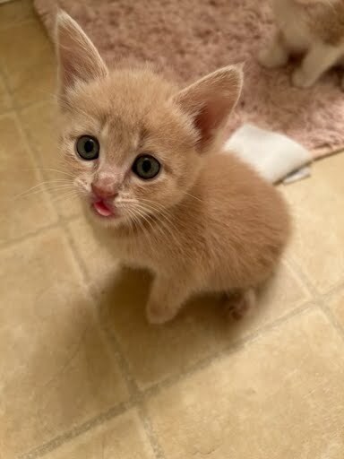 ZOEY. - Domestic Short Hair available for adoption