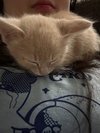 Zoey. - Photo 2
