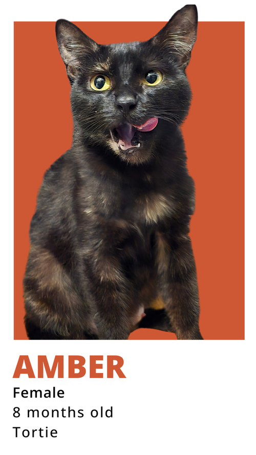 AMBER EYES - Domestic Short Hair available for adoption