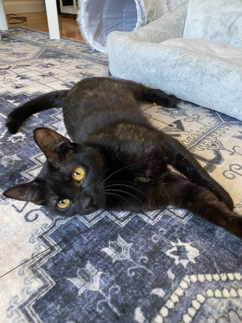 AMBER. - Domestic Short Hair available for adoption