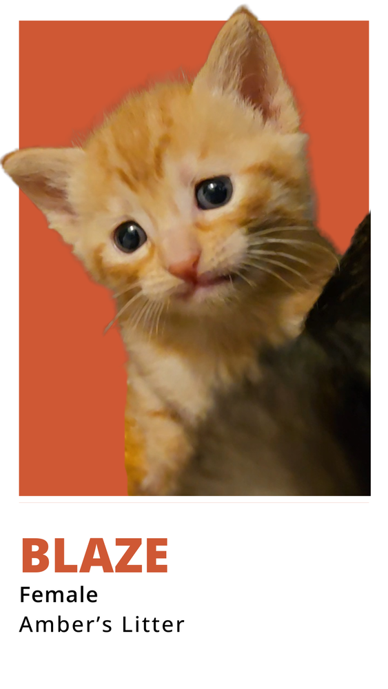 Blaze Image
