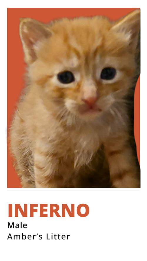 INFERNO - Domestic Short Hair available for adoption