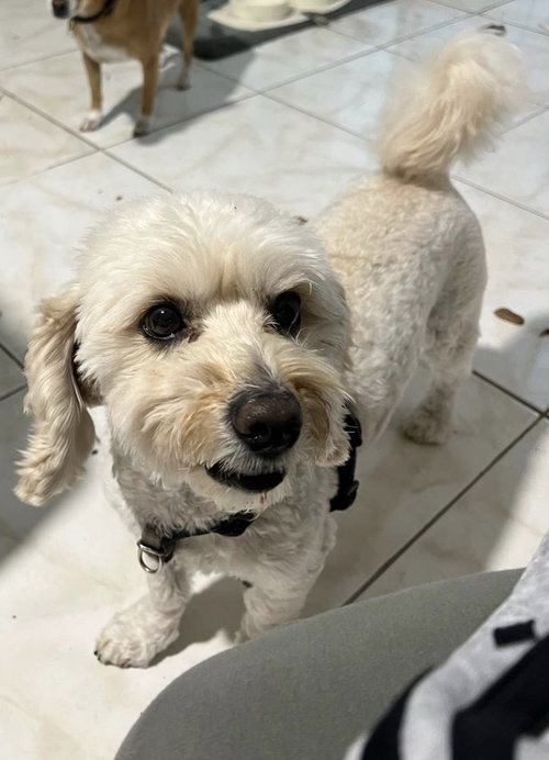 Falkor, an adoptable Maltese in Pacifica, CA
