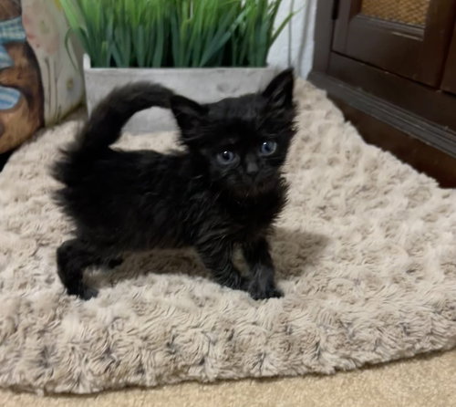Meow Mix, an adoptable Domestic Medium Hair in Pacifica, CA