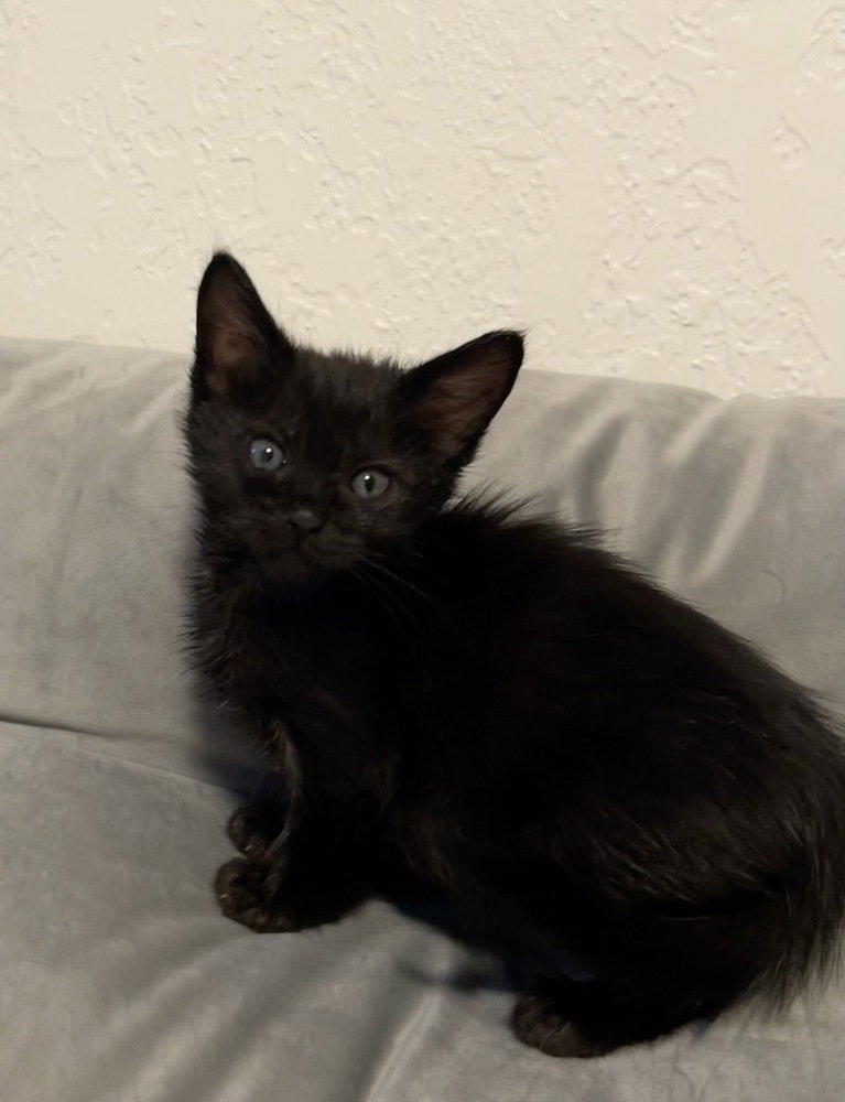 Meow Mix