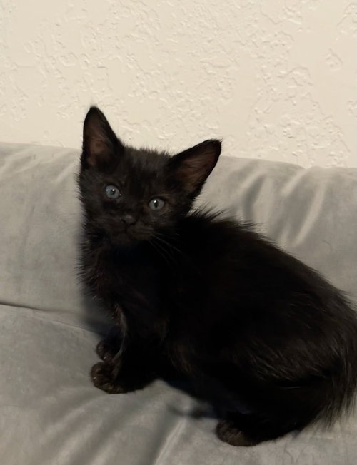 Meow Mix, Baby Maine Coon / Domestic Long Hair / Mixed (long coat), cat for adoption in Oakley, California