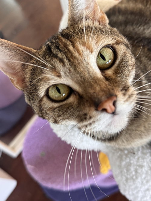 Lara Jean, Adult Domestic Short Hair (short coat), cat for adoption in San Bruno, California