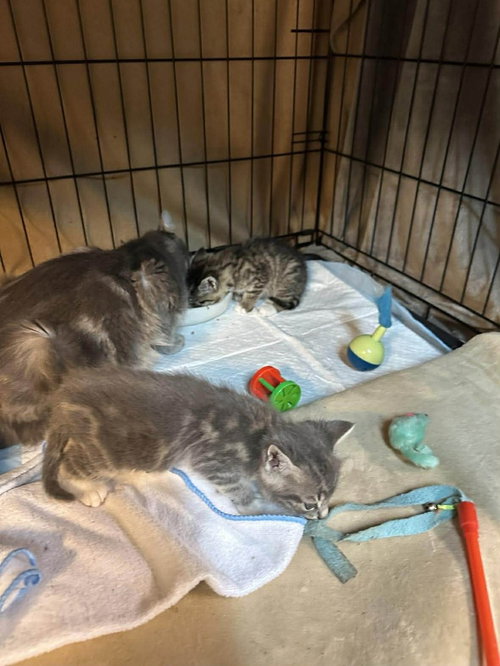 Chi Chi, Adult Domestic Long Hair / Mixed (long coat), cat for adoption in Oakley, California