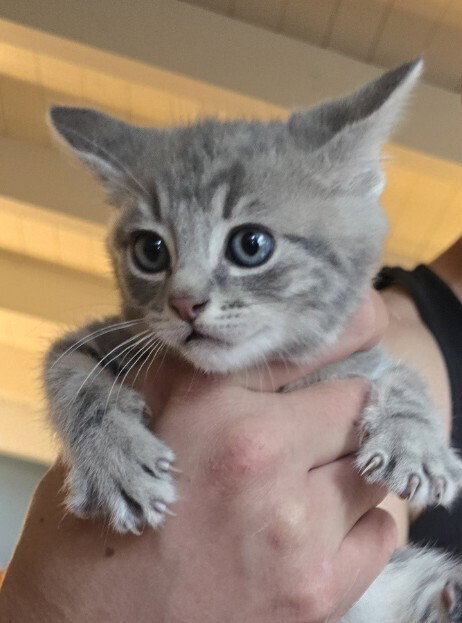 Bulma Briefs, Baby Domestic Long Hair / Mixed (long coat), cat for adoption in Oakley, California