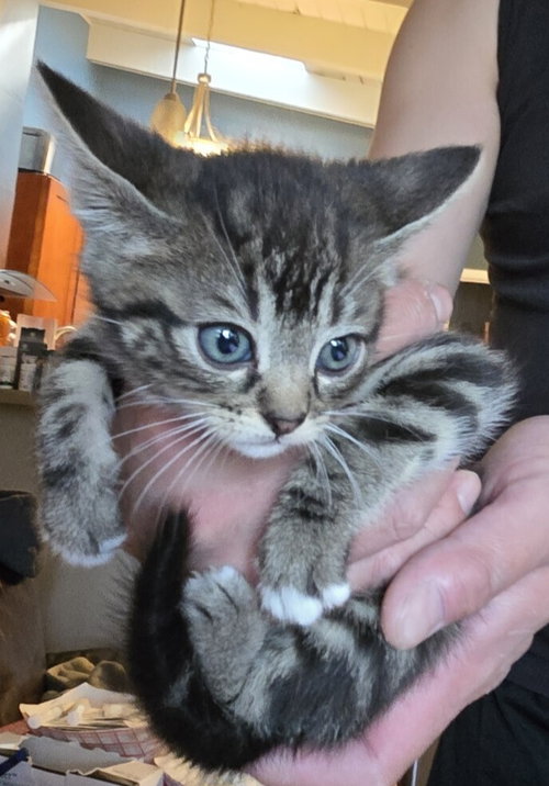 Frieza, Baby Domestic Long Hair / Mixed (long coat), cat for adoption in Oakley, California