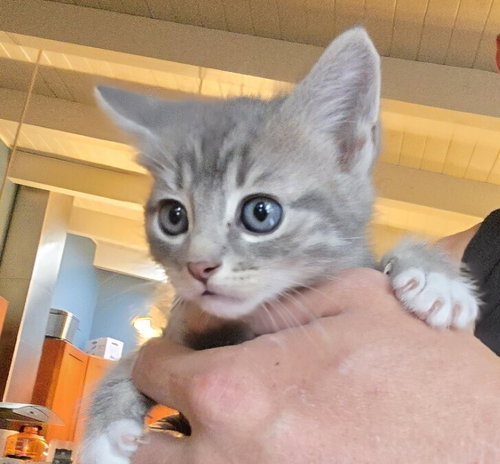 Vegeta, Baby Domestic Medium Hair / Mixed (long coat), cat for adoption in Oakley, California