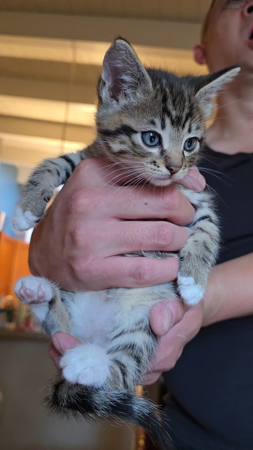 Krillin, Baby Domestic Long Hair / Mixed (long coat), cat for adoption in Oakley, California