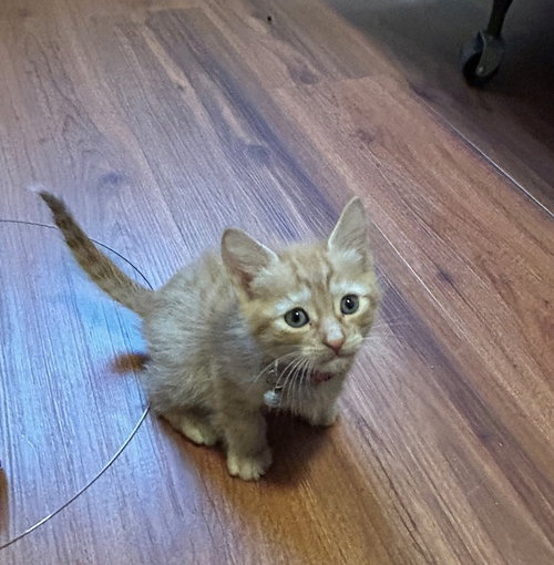 Inferno, Baby Domestic Short Hair / Mixed (short coat), cat for adoption in Oakley, California