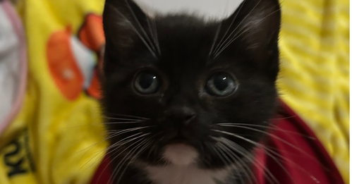 Tifa, an adoptable Domestic Medium Hair in Pacifica, CA