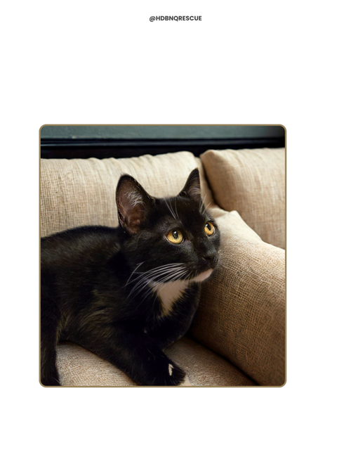 TIFA - Domestic Medium Hair available for adoption