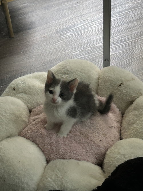 Cloud, an adoptable Domestic Medium Hair in Pacifica, CA