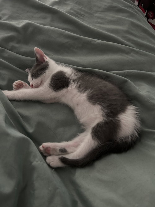 CLOUD - Domestic Medium Hair available for adoption