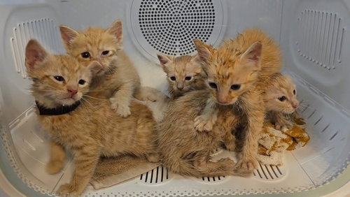 Goldfish, Baby Domestic Short Hair / Mixed (long coat), cat for adoption in Oakley, California