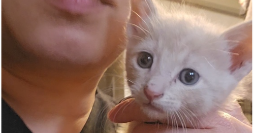 Betta, an adoptable Domestic Short Hair in Pacifica, CA