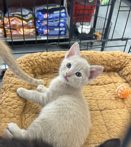 BETTA - Domestic Short Hair available for adoption