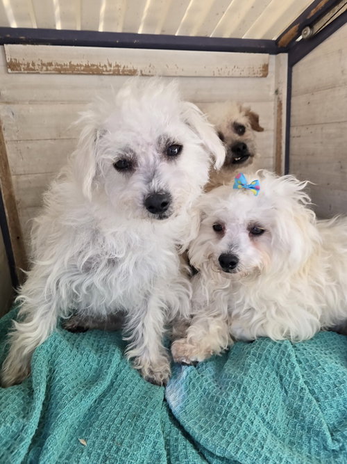 Sheep, an adoptable Poodle in Pacifica, CA