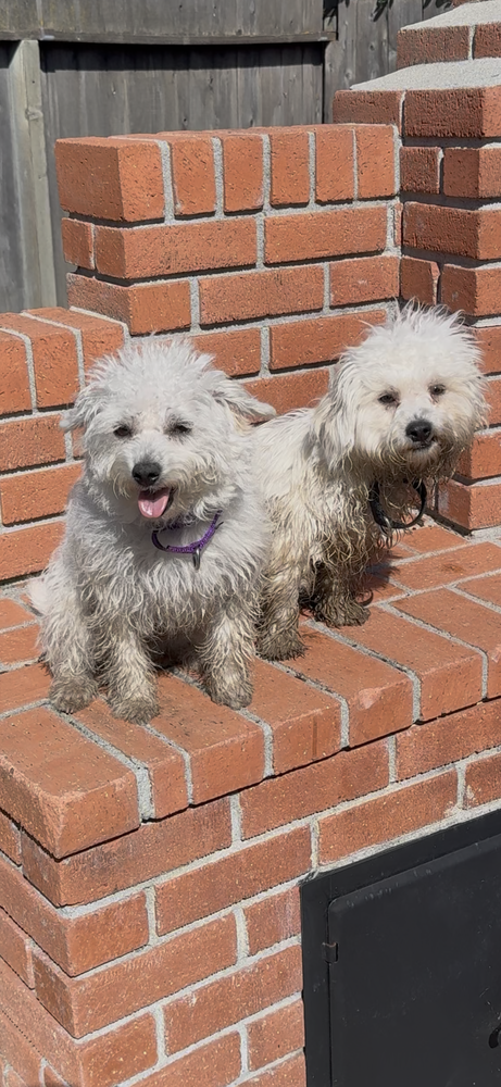 SHEEP - Poodle (Miniature) available for adoption