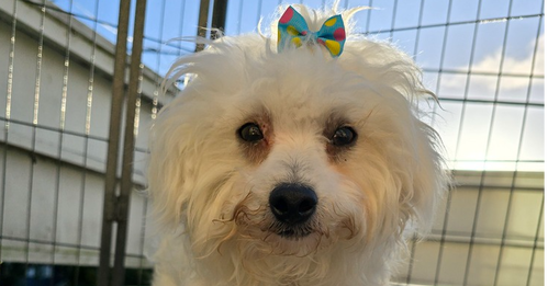 Lamb, an adoptable Poodle in Pacifica, CA