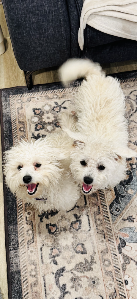 LAMB - Poodle (Miniature) / Maltese available for adoption