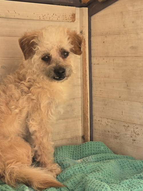 Ram, an adoptable Poodle in Pacifica, CA