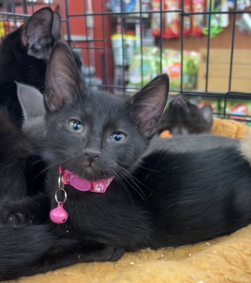 Sunset, an adoptable Bombay in Pacifica, CA