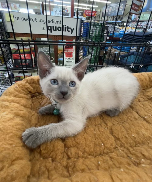 Castro, an adoptable Siamese in Pacifica, CA