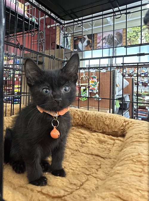 Bayview, an adoptable Bombay in Pacifica, CA