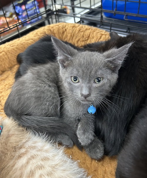 North Beach, an adoptable Russian Blue in Pacifica, CA