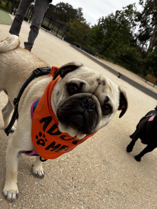 Tom, an adoptable Pug in Pacifica, CA