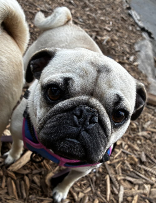 TOM - Pug available for adoption