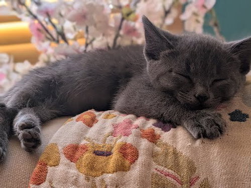JAGUAR - Russian Blue available for adoption
