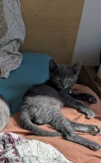 JAGUAR - Russian Blue available for adoption