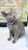 Bentley - Photo 4