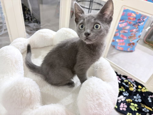 Bentley, Baby Russian Blue / Mixed (short coat), cat for adoption in San Bruno, California