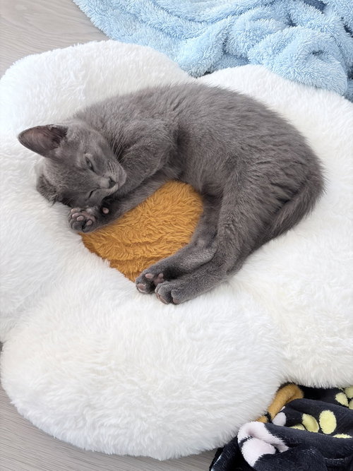Bentley, an adoptable Russian Blue in Pacifica, CA