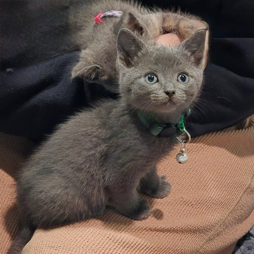 MCLAREN - Russian Blue available for adoption