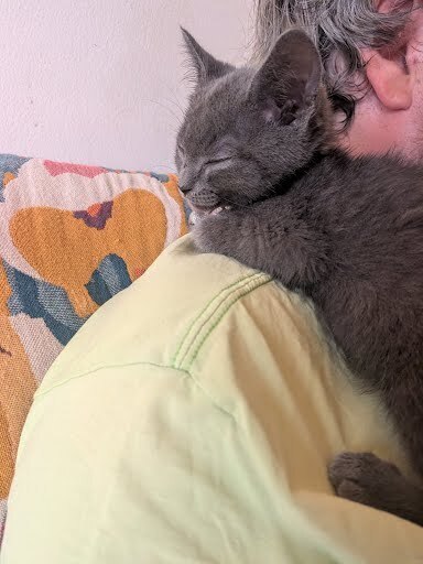 MCLAREN - Russian Blue available for adoption