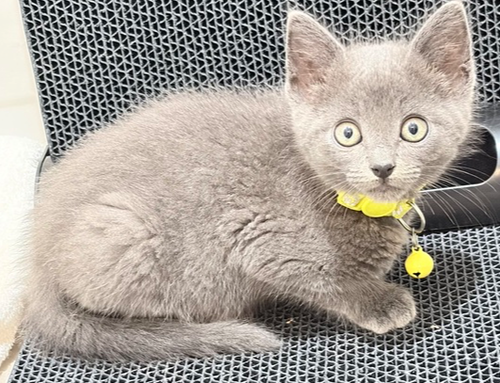 Lamborghini, Baby Russian Blue / Mixed (short coat), cat for adoption in Petaluma, California