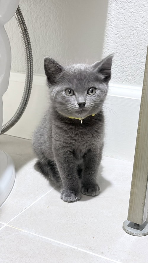 LAMBORGHINI - Russian Blue available for adoption