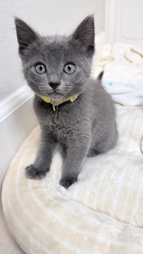 LAMBORGHINI - Russian Blue available for adoption