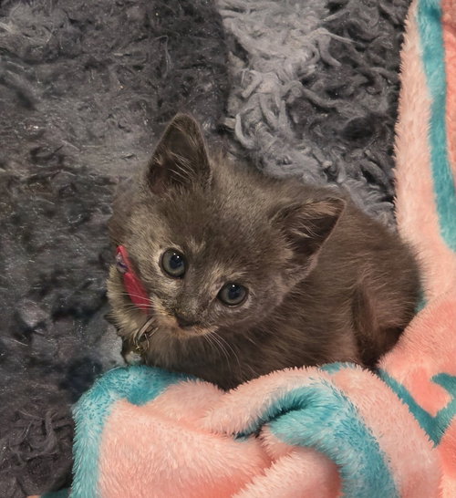 MERCEDES - Russian Blue available for adoption