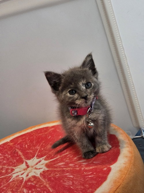 MERCEDES - Russian Blue available for adoption