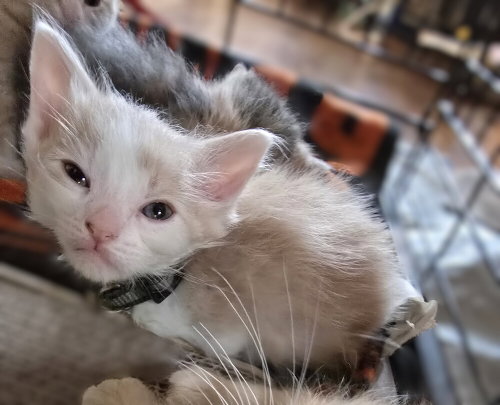 Apple Jack, an adoptable Domestic Medium Hair in Pacifica, CA