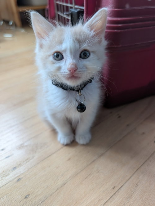 Apple Jack, Baby Domestic Medium Hair / Mixed (long coat), cat for adoption in San Rafael, California