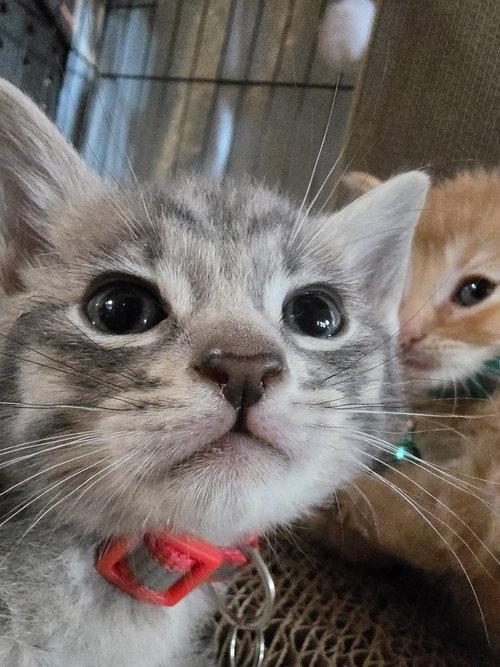 Flutter Shy, an adoptable Domestic Medium Hair in Pacifica, CA